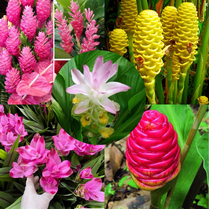 Ginger Curcuma Live Plant for Outdoor Planting, Very Hardy, Herbs Plants Perennial for Zones 8 to 11, Size 5-9" in Tall, No Pot, Random Color