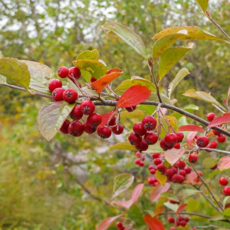 Red Chokeberry Plant, 6-12 Inch Tall, 2.5 Inch Pot Aronia Berry Plant Shrub for Planting, Dormant in Winter