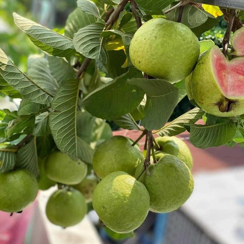 Grafted Ruby Guava Tree Live Plant for Outdoor Planting, 3-4 Feet Tall, Ready to Bear Fruit, Zones 9-11, Hardy Tropical Guava Plant