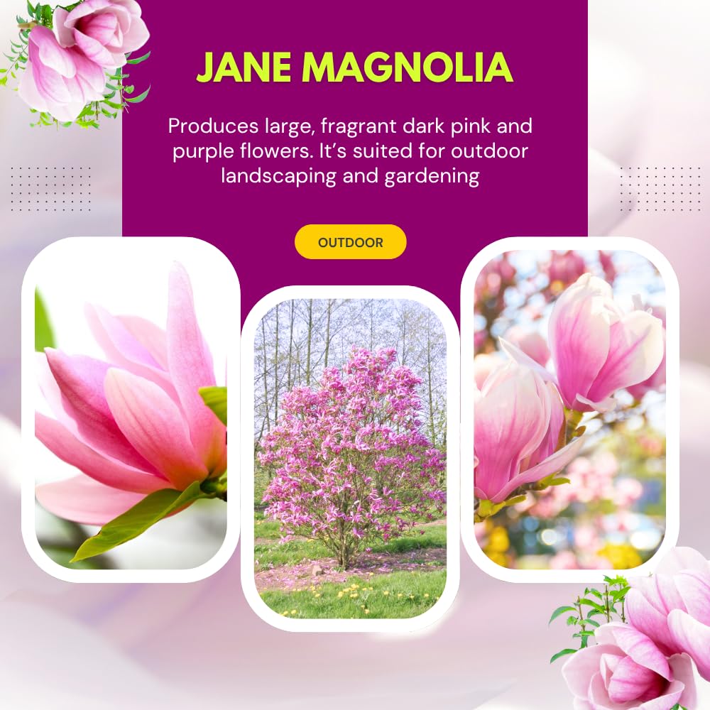 Jane Magnolia Trees Live Plant, Fragrant Magnolia Plants Live in 3 Gallon Pot, Vibrant Purple Flowers for Spring Blooms, 2 to 3 Feet Tall, No Ship to CA
