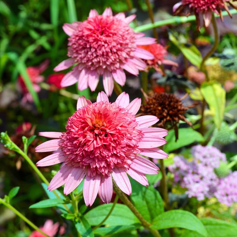 Double Pink Coneflower Live Plant, Echinacea Plants Hardy Flowering Perennial, Starter Plant 3-5 Inch