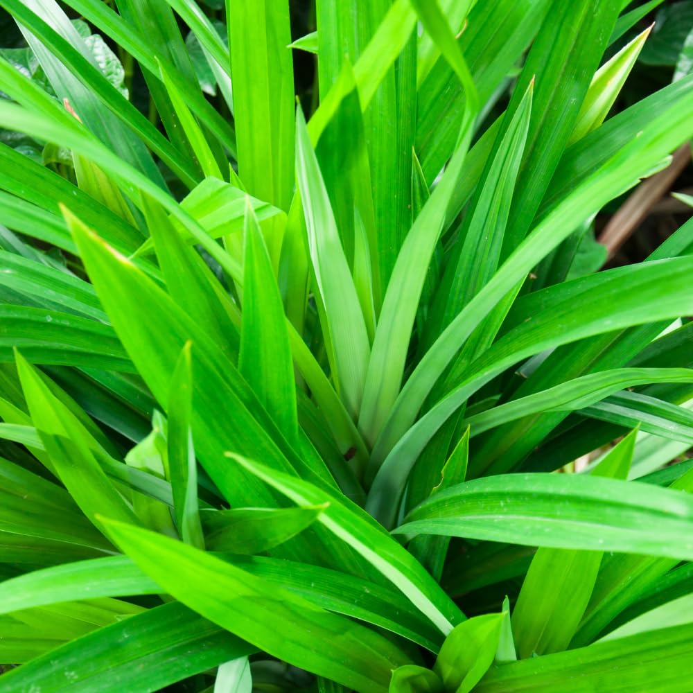 Pandan Plant Live, 4 to 6 Inches Tall, Pandanus Amaryllifolius Plant Indoor Outdoor Gardening, Fall Spring Planting