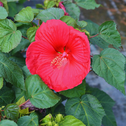 2 Hardy Hibiscus Plants Live, Red Hibiscus Flowers Plant, 4 to 6 Inches Tall, Hibiscus Tree Live Plant for Gardening Indoor Outdoor
