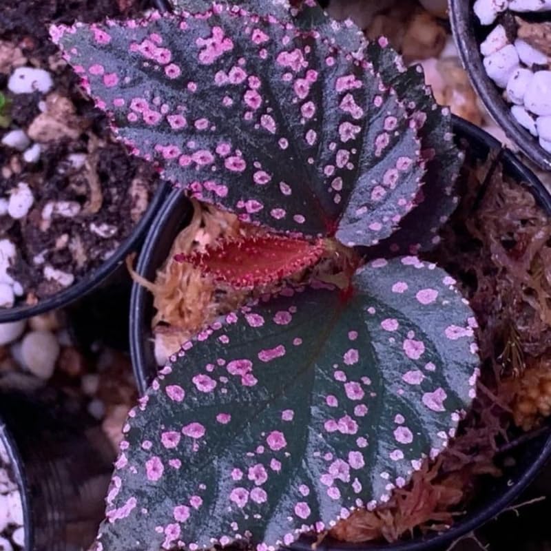 Pack 2 Begonias Plants Live, Pink Leaf White Spots Maculata Polka Dot Begonia Live Plant for Decorative Houseplants Indoor Outdoor, Spring Vibrant Foliage