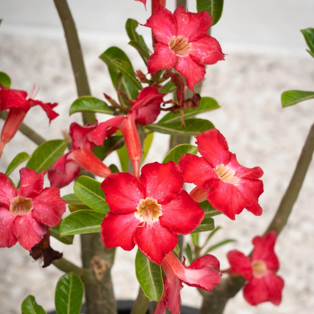 Adenium Desert Rose Plant, Starter Desert Rose for Planting Indoor Outdoor, 4-6 Inches, Flowering Succulent Seedling (Red Blooms)