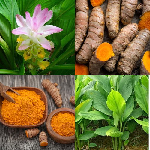 2 Yellow Turmeric Live Plants 4–7″ Tall, Curcuma Turmeric, Edible Root Herb Starter for Planting Outdoor