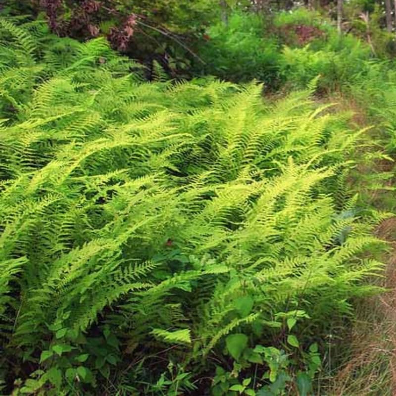 5 Hay Scented Ferns Live Plants Rhizomes, Ferns Live Plants Outdoors Indoors, Pack 5 Bare Roots