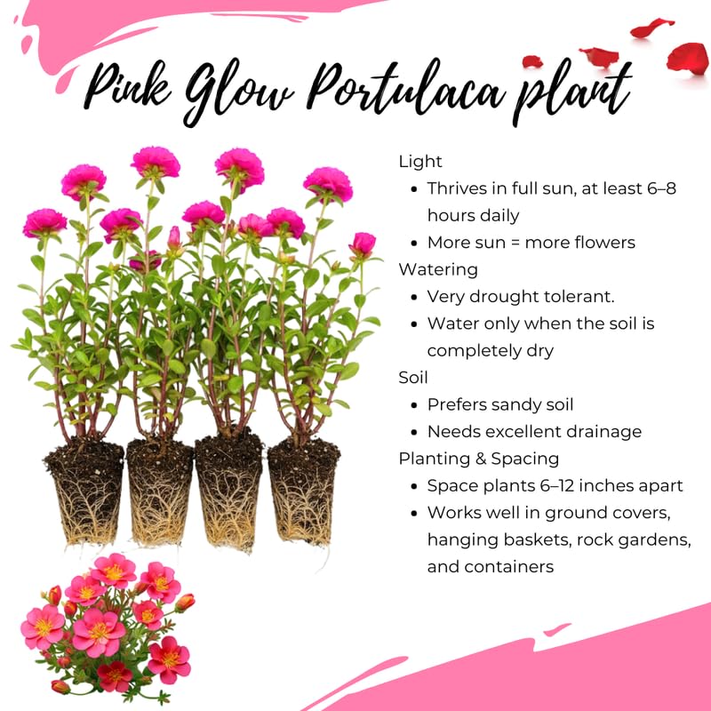 4 Light Pink Moss Rose Plants Live, Portulaca Ground Cover Flowers, 4-6 Inch Tall Plants for Garden or Containers