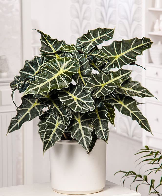 Alocasia Plant Live, Easy-Care Indoor Plant, Rare Alocasia Houseplant 4-8'' Tall for Planting, No Pot (Glossy Alocasia)