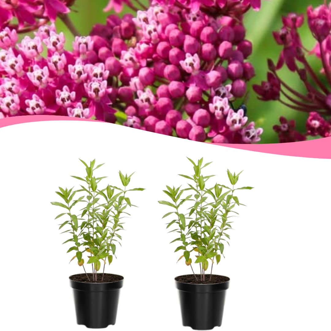 Set of 2 Live Milkweed Plants, Perennial Butterfly Milkweed Plants, Asclepias Tuberosa Plant, 5-8 Inch Tall for Indoor or Outdoor Planting (Pink Milkweed)