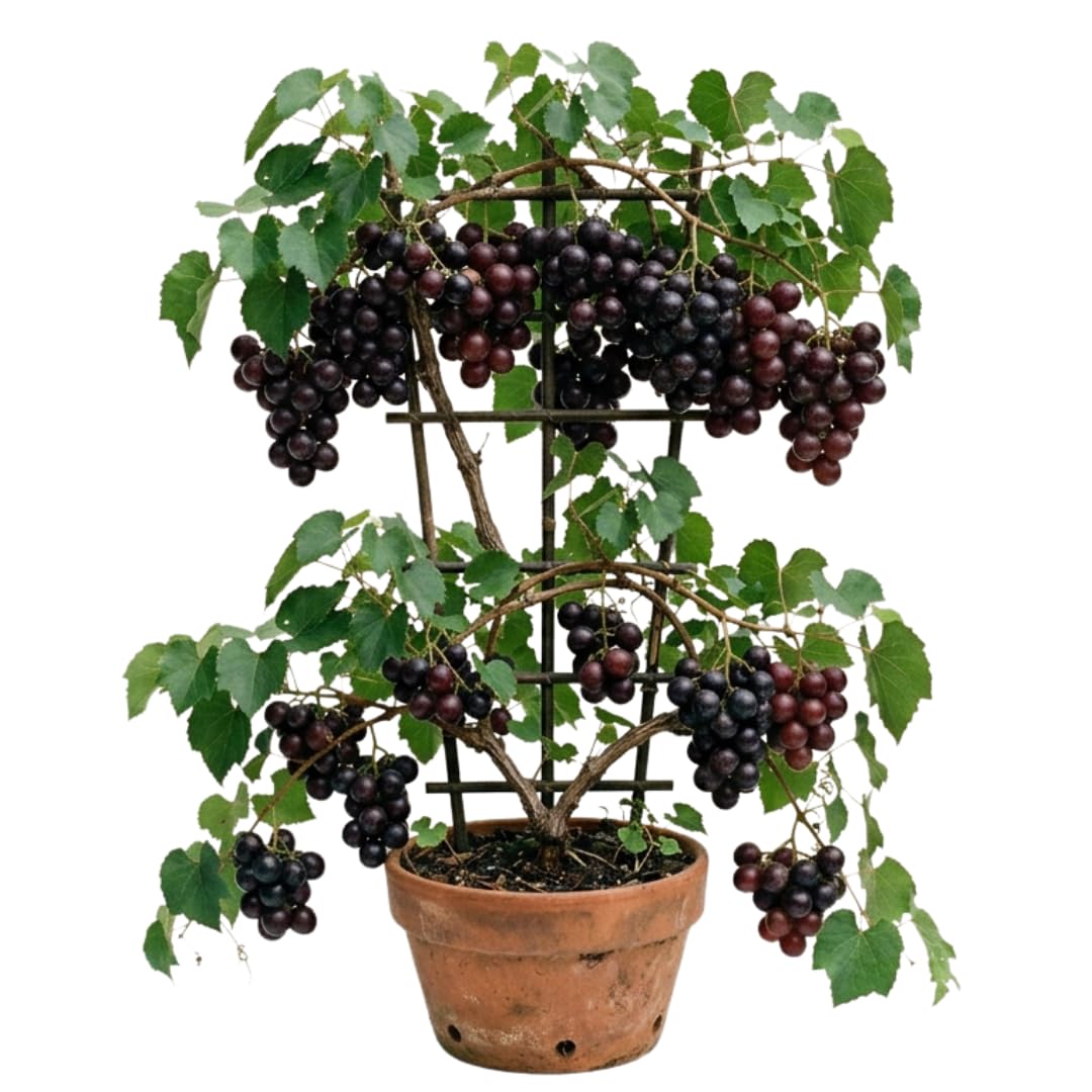Live Muscadine Grape Vine Plant, Hardy Sweet Fruit Vine, 20–24 Inches Tall in 1 Gallon Pot for Outdoor Garden Growing, No Ship to CA