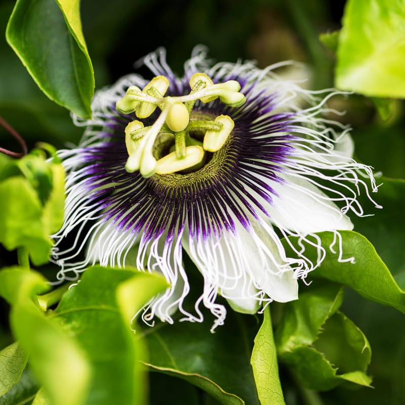 Set 2 Passion Flower Plants Live, Well Rooted Passiflora Flowering Vine 4-7'' Tall, Vibrant Blooms for Garden or Containers (White Purple)