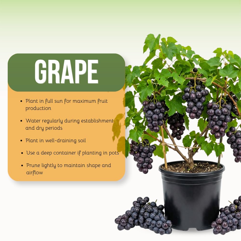 Muscadine Grape Vines Live Plants, Grape Plants Live for Planting, 1 Gallon Pot, 20-24 Inc Tall, Sweet Grapes for Patio and Outdoor Garden, No Ship to CA