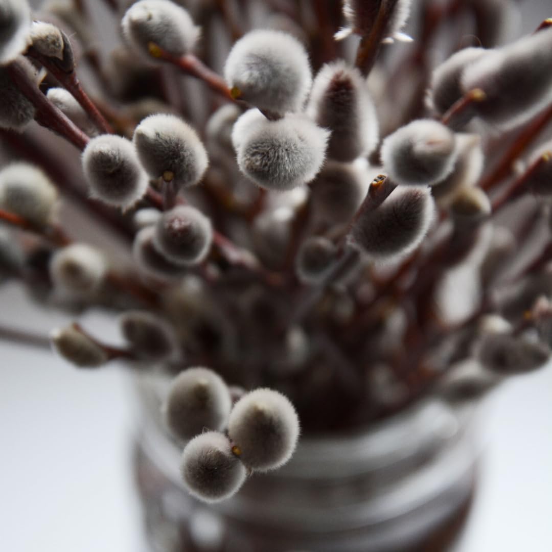 9 Months Old Pussy Willow Live Plant in 2.5” Pot, Hardy Willow Tree Live Plant for Spring Blooms, 6-12 Inch Tall Shrub, Dormant in Winter, No Leaf