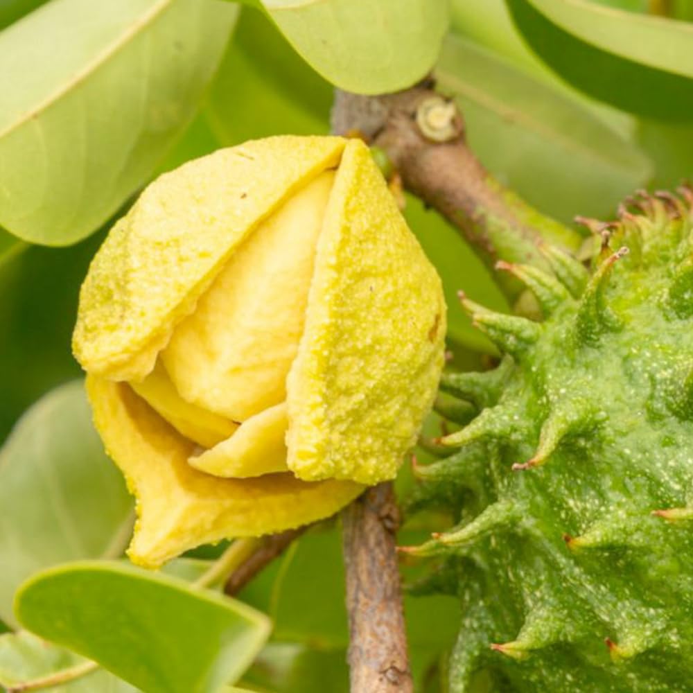 Soursop Tree Plant Live, 2-3 Feet Tall, Annona Muricata Tropical Fruit Tree for Outdoor Indoor Planting, High Yield, Live Soursop Tree in 1 Gallon Pot, High Yield, No to CA