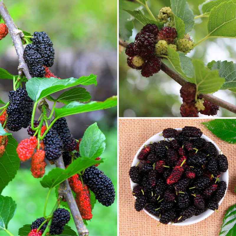 Dwarf Everbearing Mulberry Tree, 4-8 Inch Hardy Mulberry Tree Live Plant, Sweet Berry Mulberries Fruit Tree Bush Plants for Planting Home Garden, Well Rooted