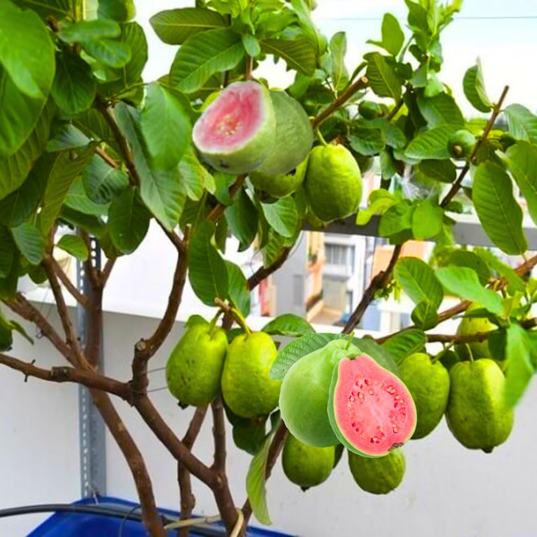 Grafted Ruby Guava Tree Live Plant 3-4 Feet Tall, Ready to Bear Fruit, Tropical Guava Plant Zones 9-11 for Outdoor Spring