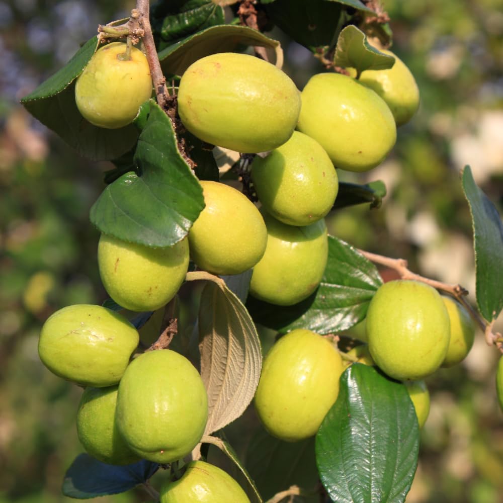 Thai Jujube Tree Live Plant in 3 Gallon Container, Sweet Apple Date Tree, 1 Feet Tall, Hardy and Perennial, No Ship to CA