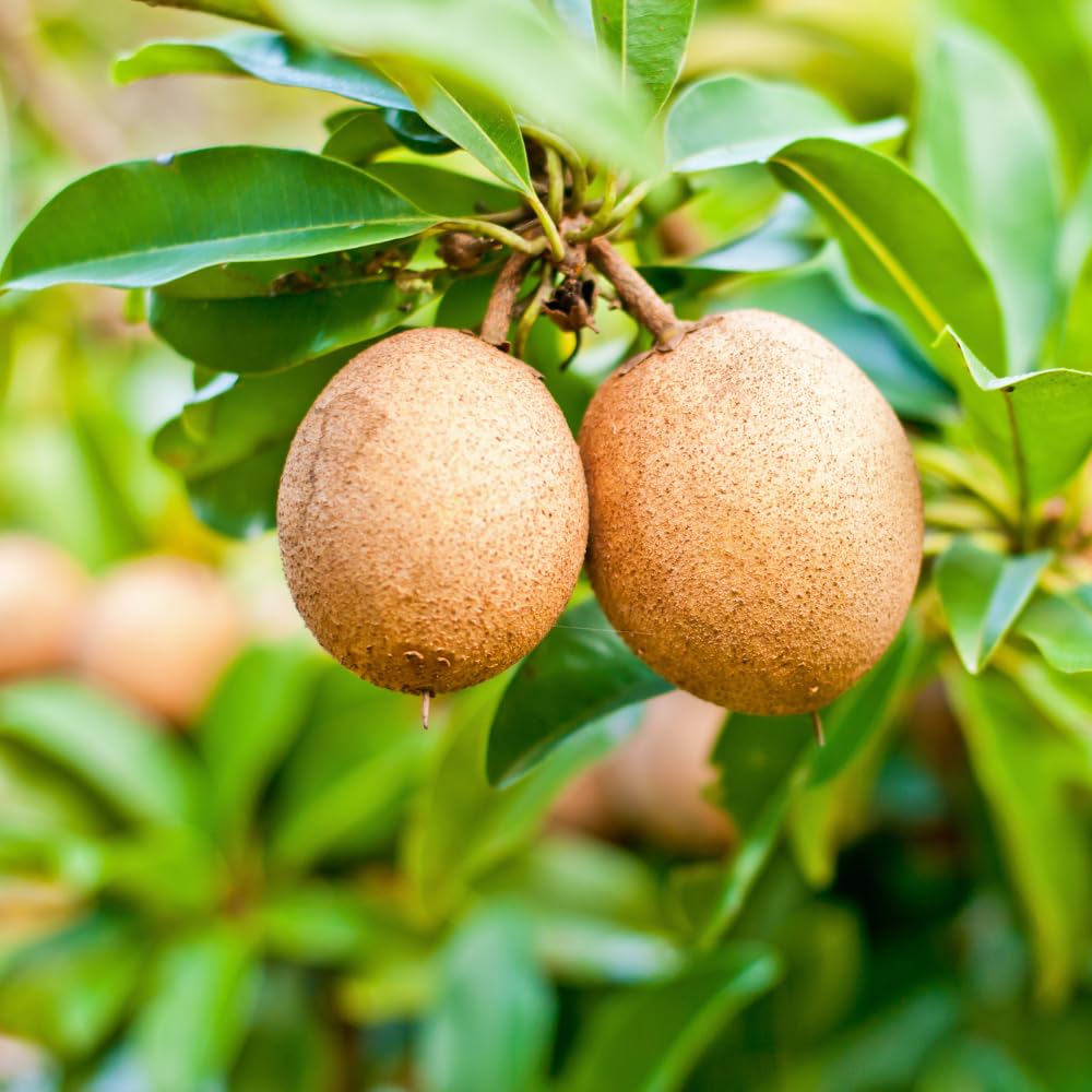 10 Sapodilla Seeds for Planting, Tropical Fruit Tree Seeds for Garden andContainers
