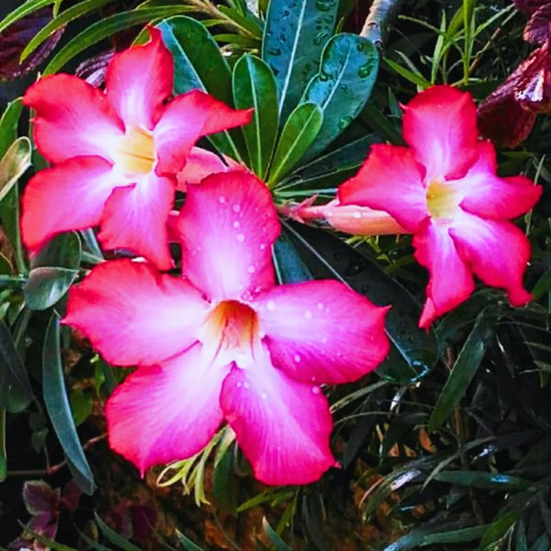 Pink Desert Rose Plant Live, Adenium Desert Rose Plant Live, 4 to 7 Inches Tall, Flowering Succulent Plant
