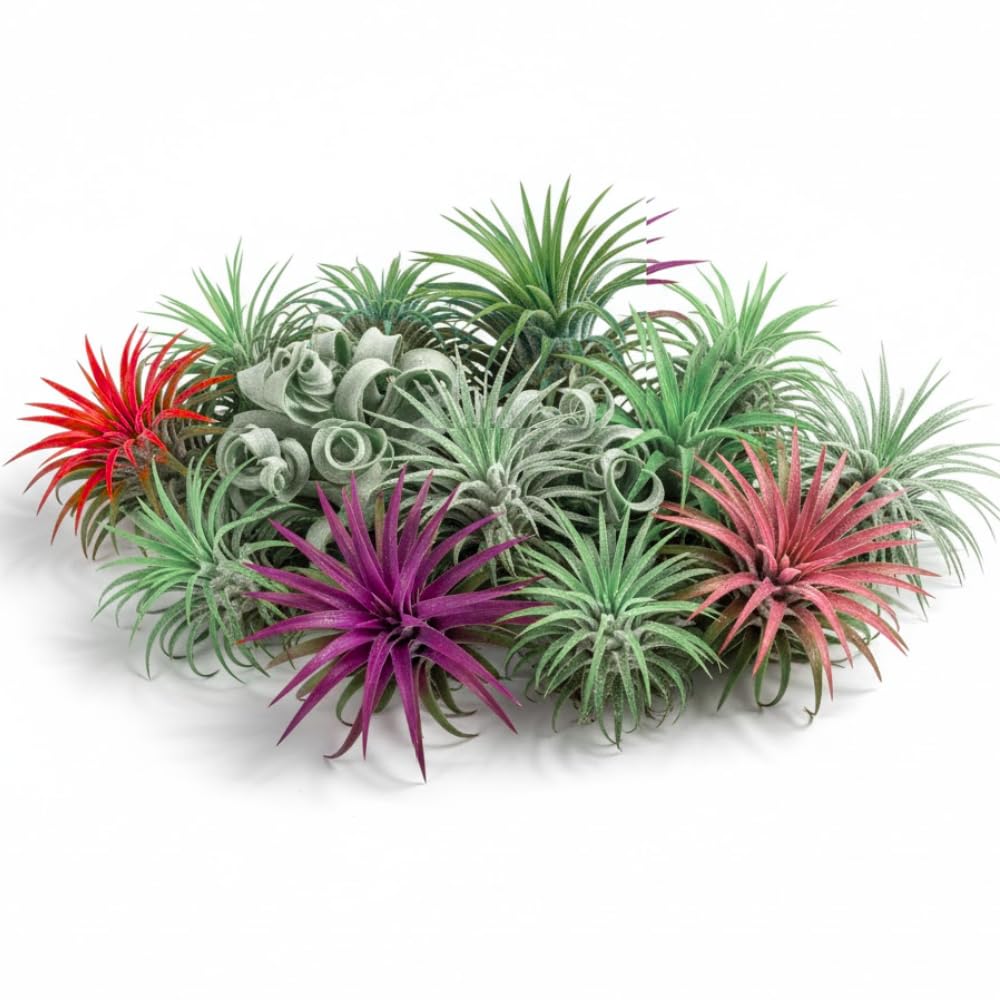 Pack 20 Mixed Ionantha Air Plants, Live Tillandsia, Bulk Airplants, Easy Care Houseplants for Indoor and Outdoor Planting