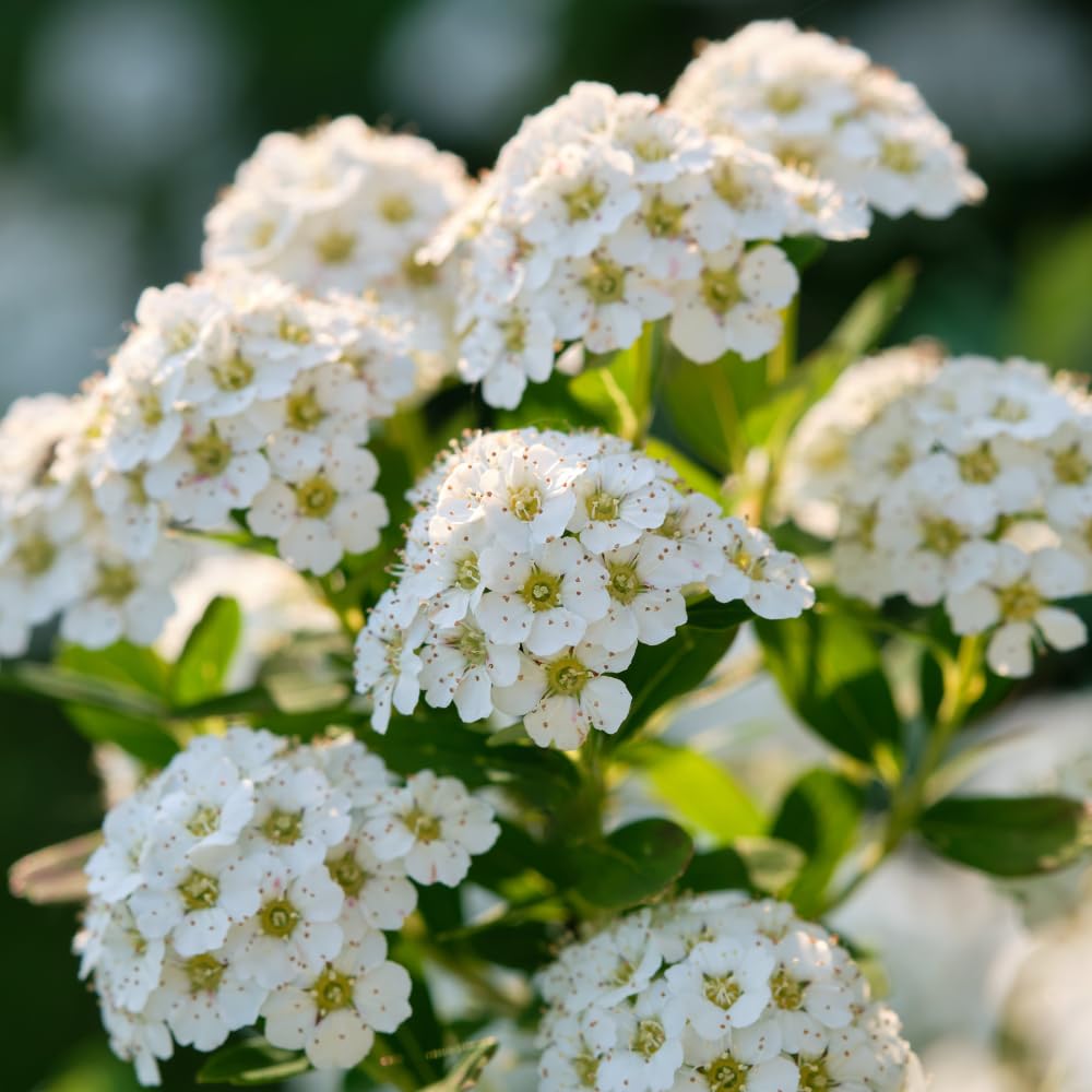 Live White Spirea Quart Pot Plant for Outdoor Garden, Dormant in Winter