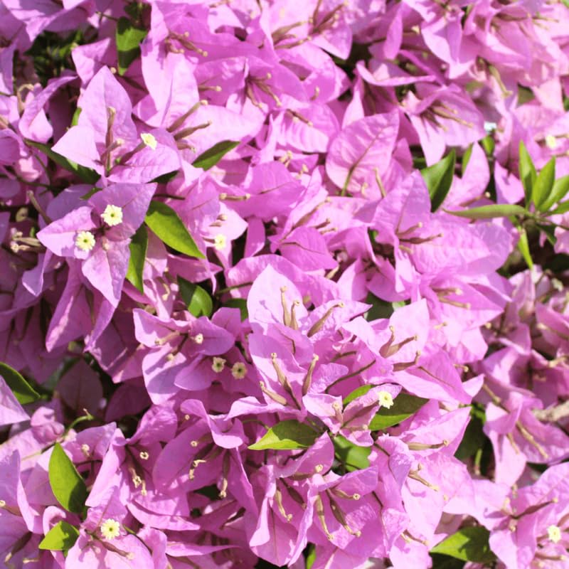 3 Lilac Bougainvillea Plants Live, 4-8” Tall Well-Rooted Bougainvillea Vine Flower Plants, Tropical Climbing Plants, No Pot