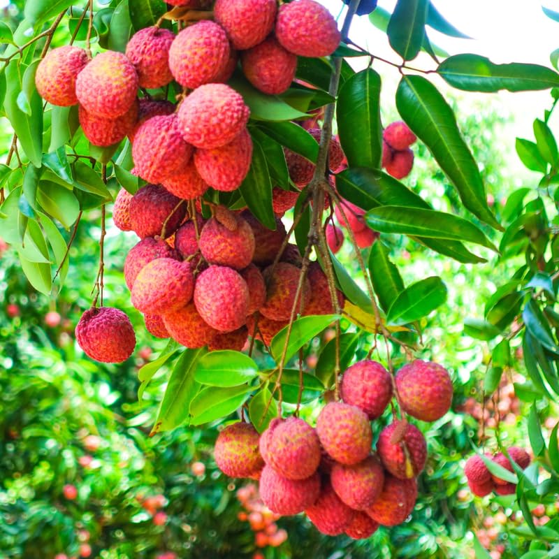 Airlayered Lychee Live Plant, Red Litchi Tree from 2 to 3 Feet Height, Sweet Tropical Fruit Plant for Edible Garden, 3 Gallon Container, No Ship to CA