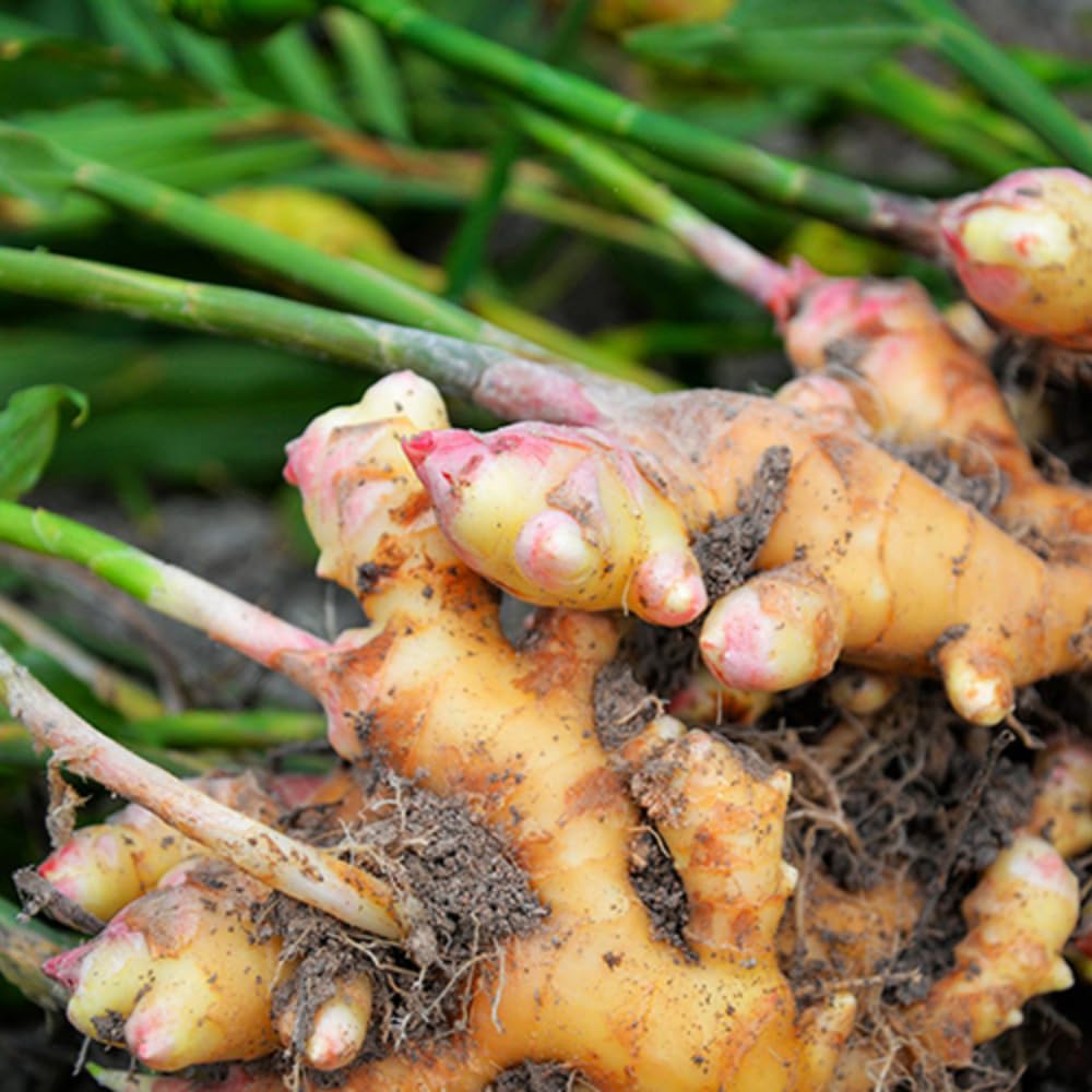 4 Hardy Galanga Thai Ginger Live Plants, Well-Rooted Starter Plant, 5 to 6 Inc Tall, Ginger Herb Plants