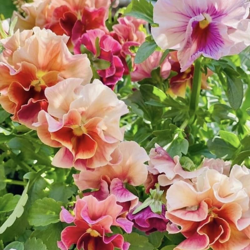 Pansy Live Plant 3–5 Inches Tall, Annual Pansies Flower, Blooming Flowers for Garden Beds, Pots and Borders