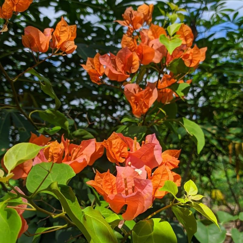 Set 2 Orange Bougainvillea Plants, 5-8" Tropical Bougainvillea Plant Starter, Colorful Perennial Blooms, Live Well Rooted Plant