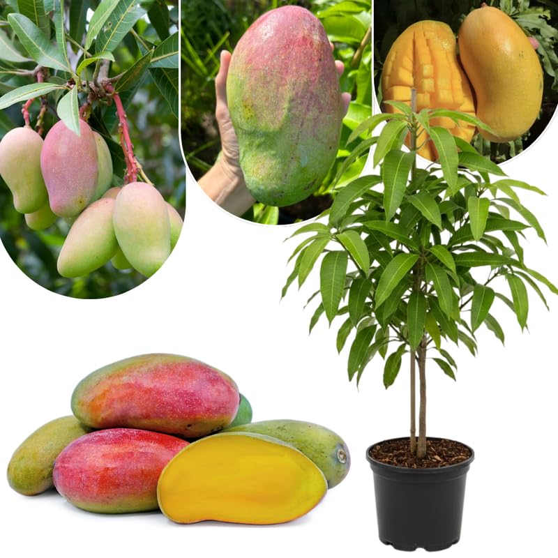 Sweet Large Mango Tree Live Plant, Fully Rooted in 3 Gallon Pot, Tropical Mango Fruit Tree for Indoor or Outdoor Growing