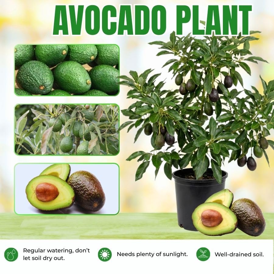 1.5-2.5 Feet Green Avocado Live Plant, Avocado Fruit Tree for Outdoor Planting, Perennial Plant