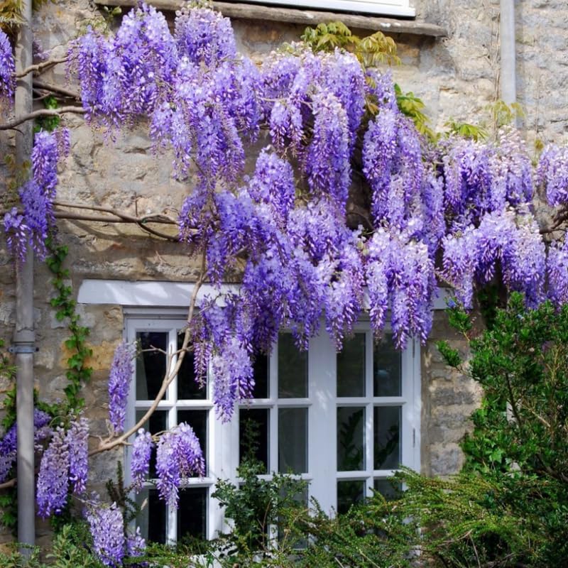 Wisteria Live Plant, Wisteria Tree, 6 to 12 Inch Plant in Pot, Fully Rooted, Hardy Perennial Flower Plants, Dormant in Winter