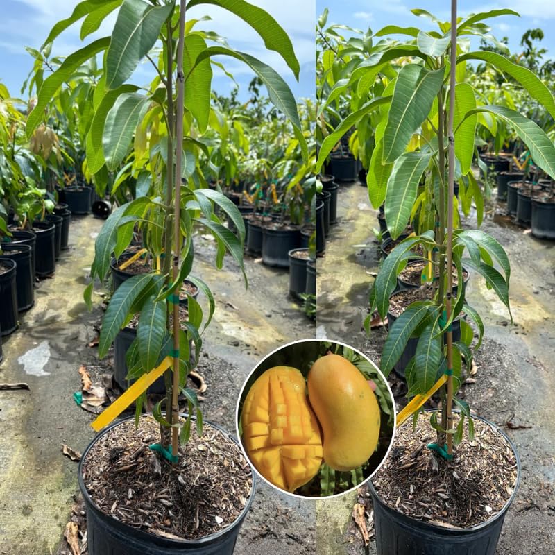 Sweet Large Mango Tree Live Plant, Fully Rooted in 3 Gallon Pot, Tropical Mango Fruit Tree for Indoor or Outdoor Growing