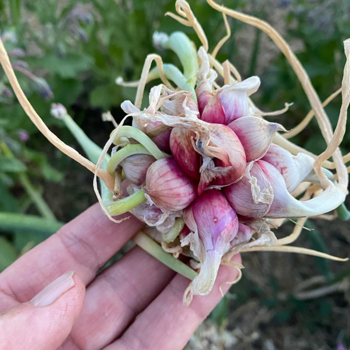 5 Hardy Walking Onion Live Plants, Fresh Vegetable Plant, 5 Inch Tall
