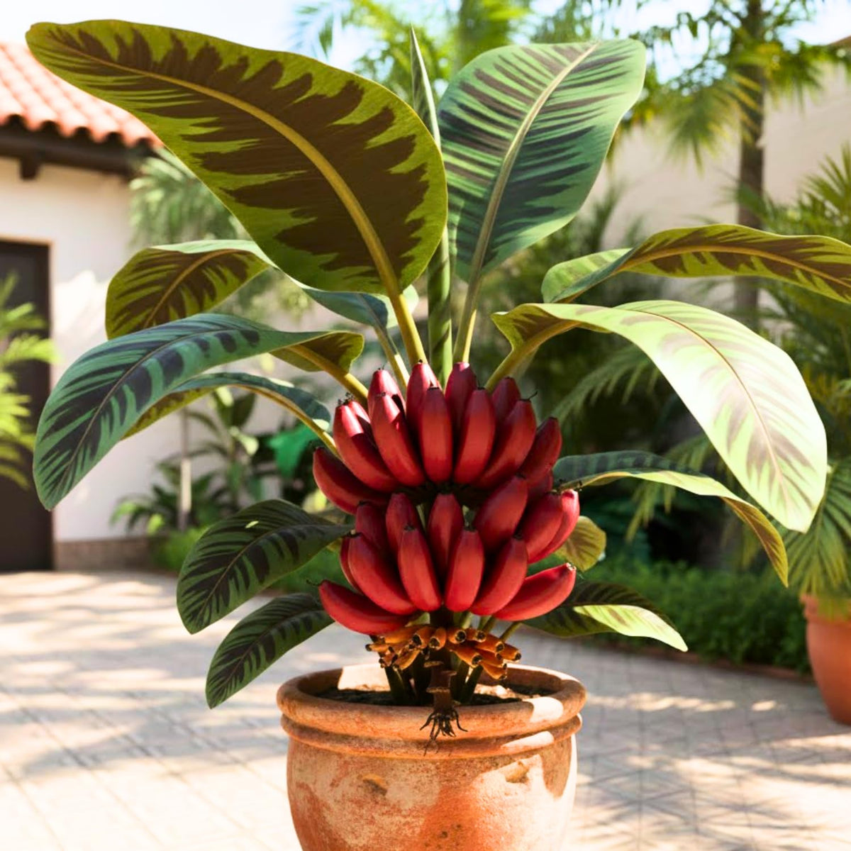 Zebrina Banana Tree Live Plant, Well Rooted 4-8" Tall, Cold Hardy Tropical Banana Plant Live Well Rooted, Live Banana Fruit
