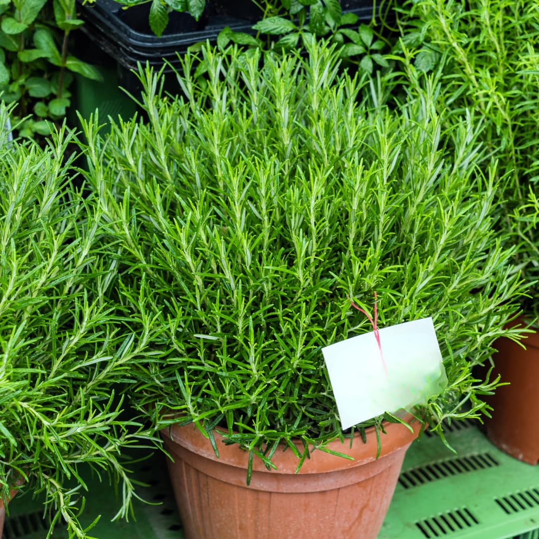 3 Starter Blue Rosemary Plants Live for Indoor Outdoor Planting, Cold Hardy, 4-6" in Tall