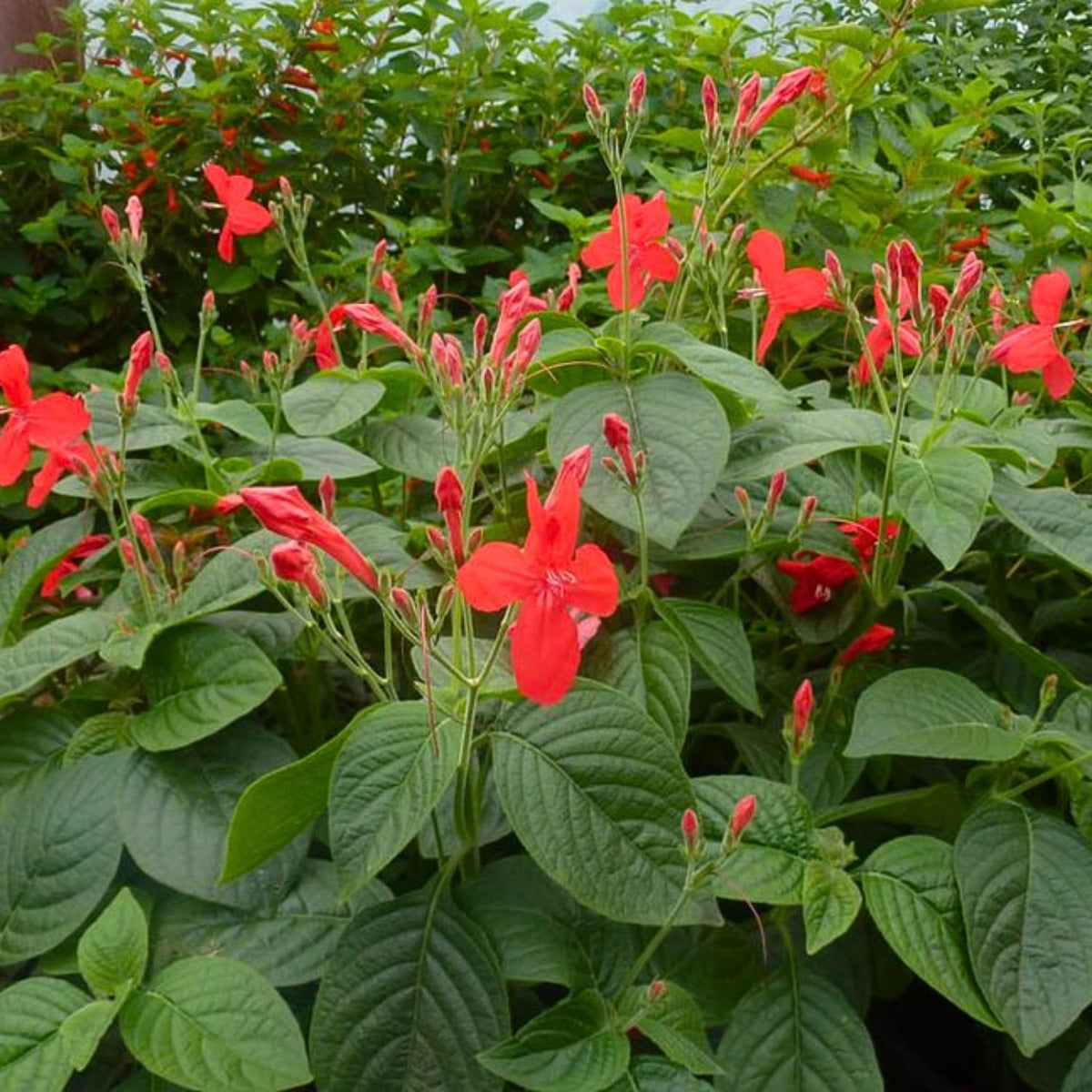 6 Mexican Petunia Live Plants, Vibrant, Low-Maintenance Perennial Flowers, 4-7 Inches, Garden or Containers Growing (Red)