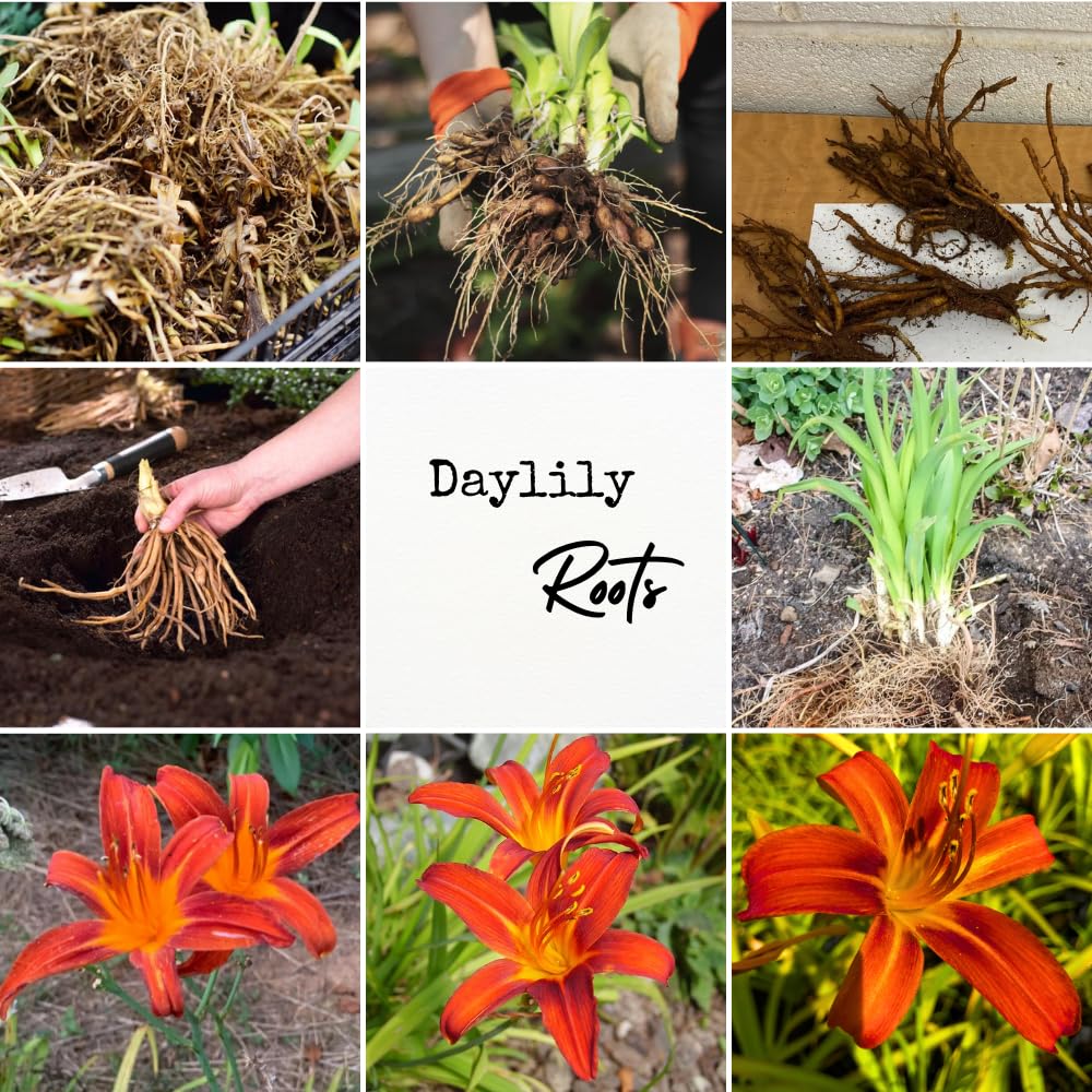 3 Orange Daylily Bulbs for Planting, Reblooming Daylilies Bulbs, Perennial Flowers Bulbs