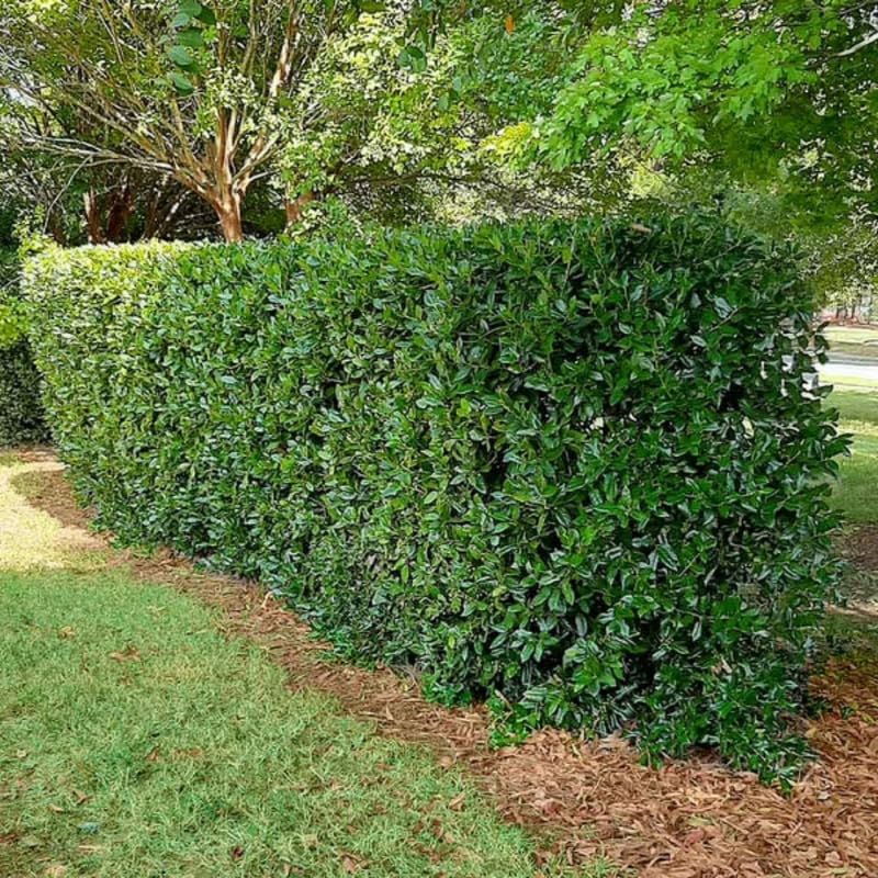 Needle Holly Tree Live Plant in Quart Pot, Elegant Plant for Landscapes,Yard, Outdoor Planting, Dormant in Winter, Fast Growing Shrub Hardy