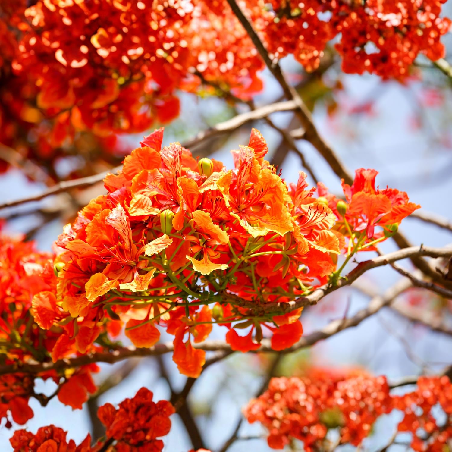 Royal Poinciana Flamboyant Tree 3 Ft Tall in 1 Gal Pot, Live Tropical Flowering Tree for Patio, Container and Backyard Planting, Fast Growing Shade Tree, No CA