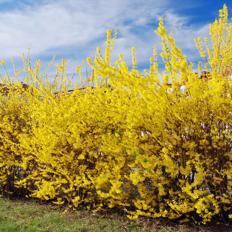 Forsythia Plant, 2 to 3 ft Forsythia Plant Live in Gallon, Yellow Lynwood Bush Shrub Outdoors, Dormant in Winter
