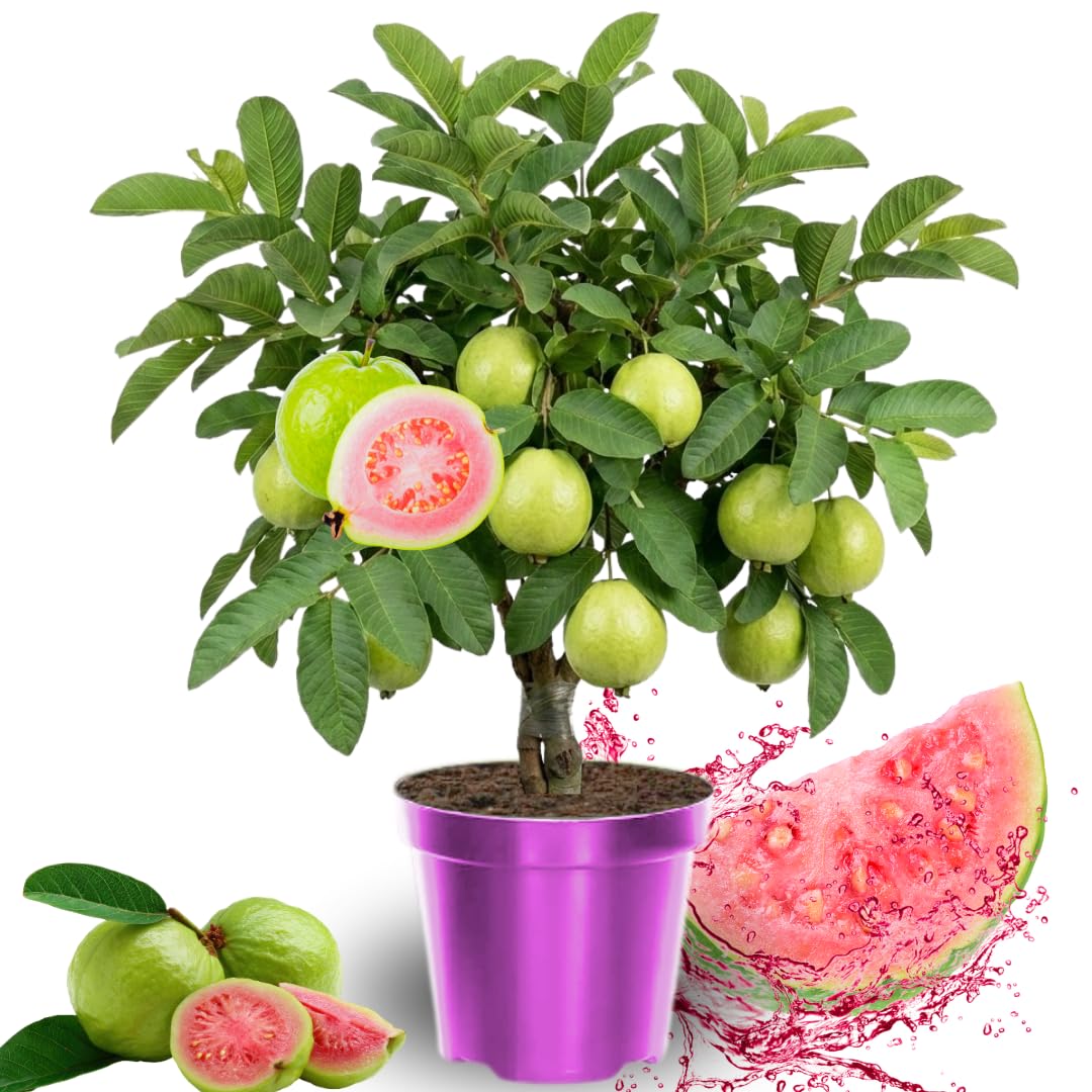 Grafted Ruby Guava Tree Live Plant 3-4 Feet Tall, Ready to Bear Fruit, Tropical Guava Plant Zones 9-11 for Outdoor Spring