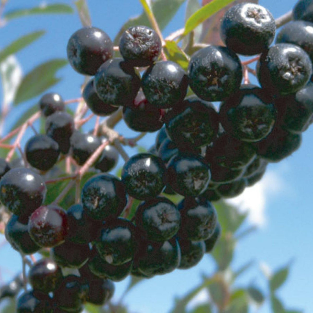 Aronia Chokeberry Plant Live 6-12 Inch Tall