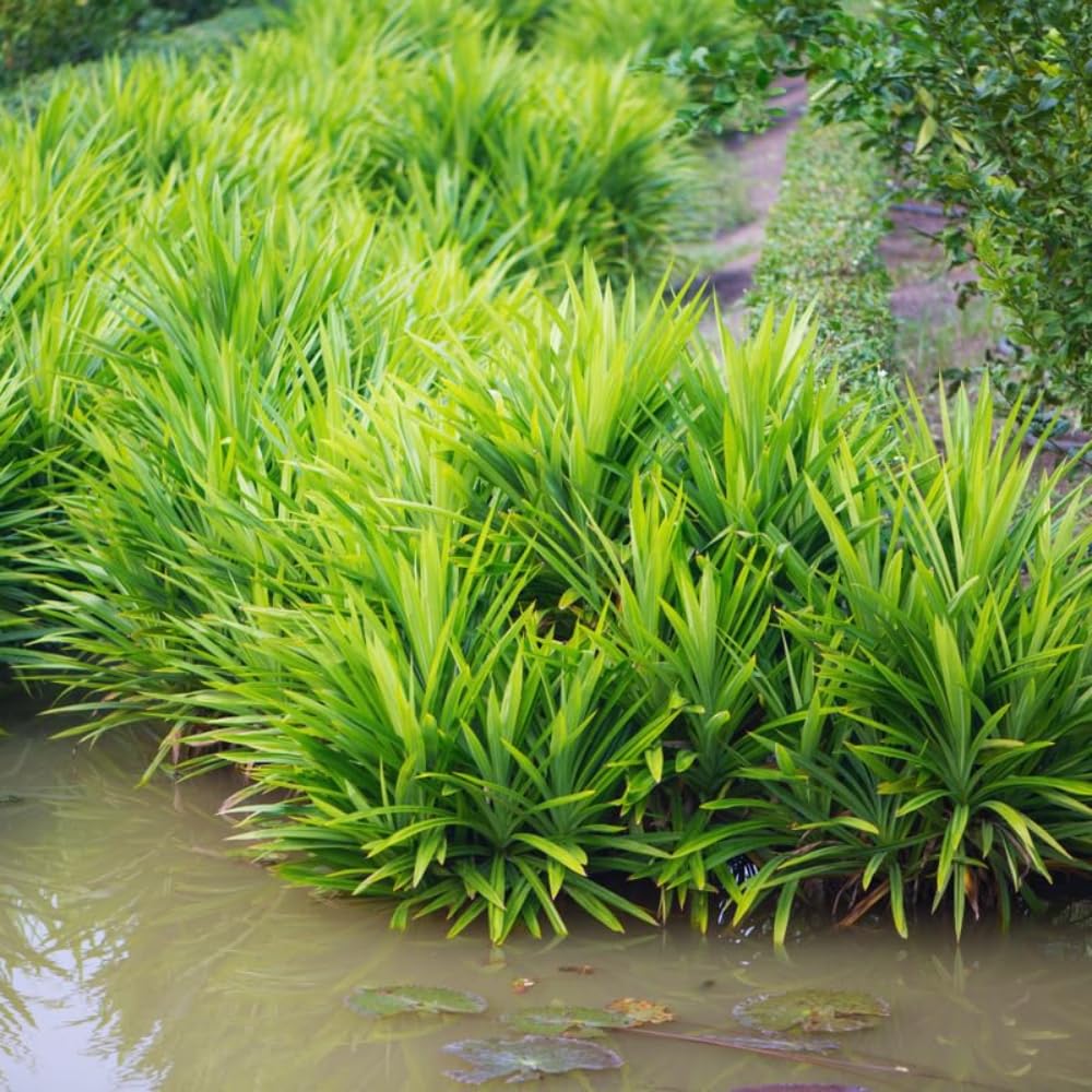 2 Pandan Plants, Live Pandan Well Rooted, Indoor Outdoor Growing 5 Inches Tall