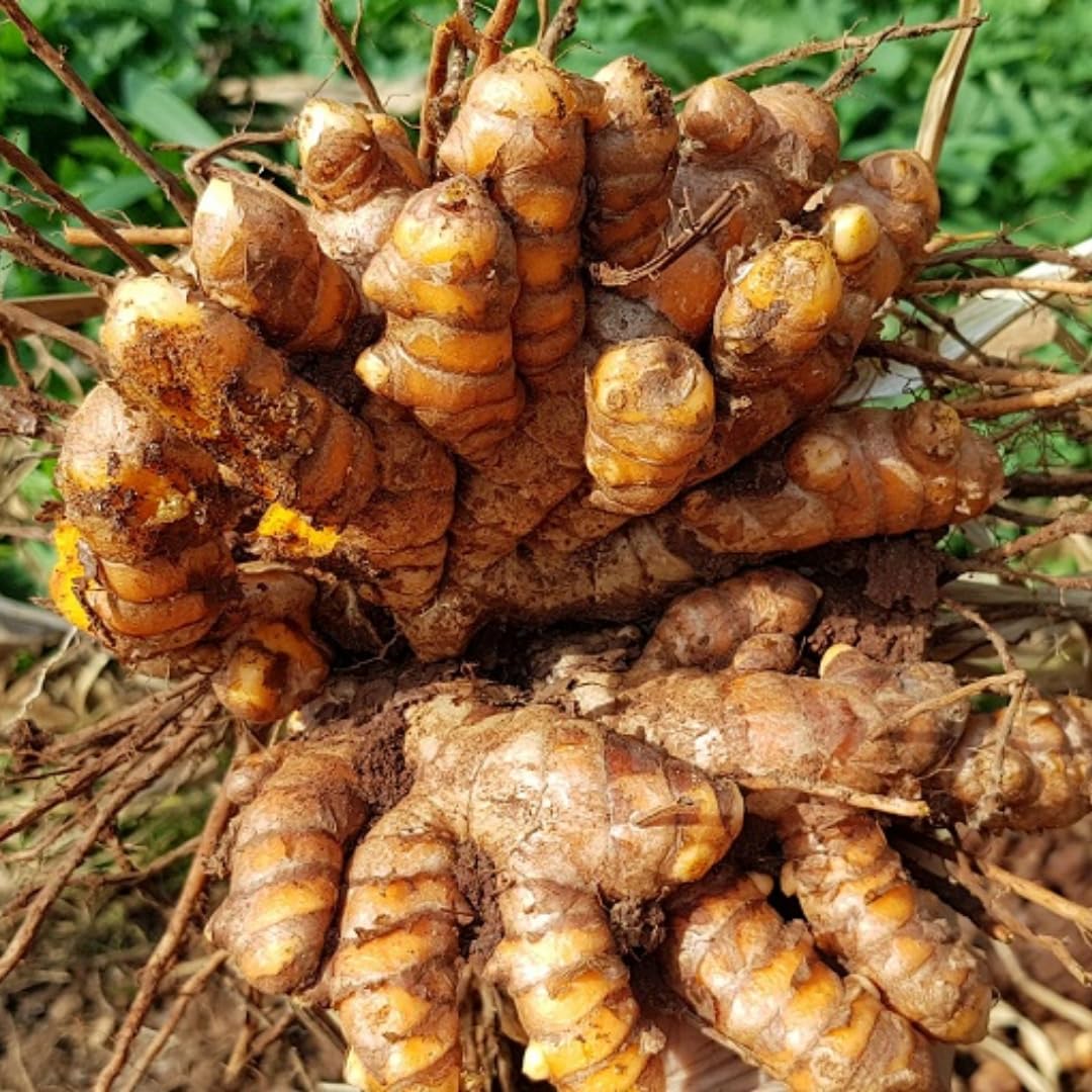 Ginger Curcuma Live Plant for Outdoor Planting, Very Hardy, Herbs Plants Perennial for Zones 8 to 11, Size 5-9" in Tall, No Pot, Bright Yellow Color