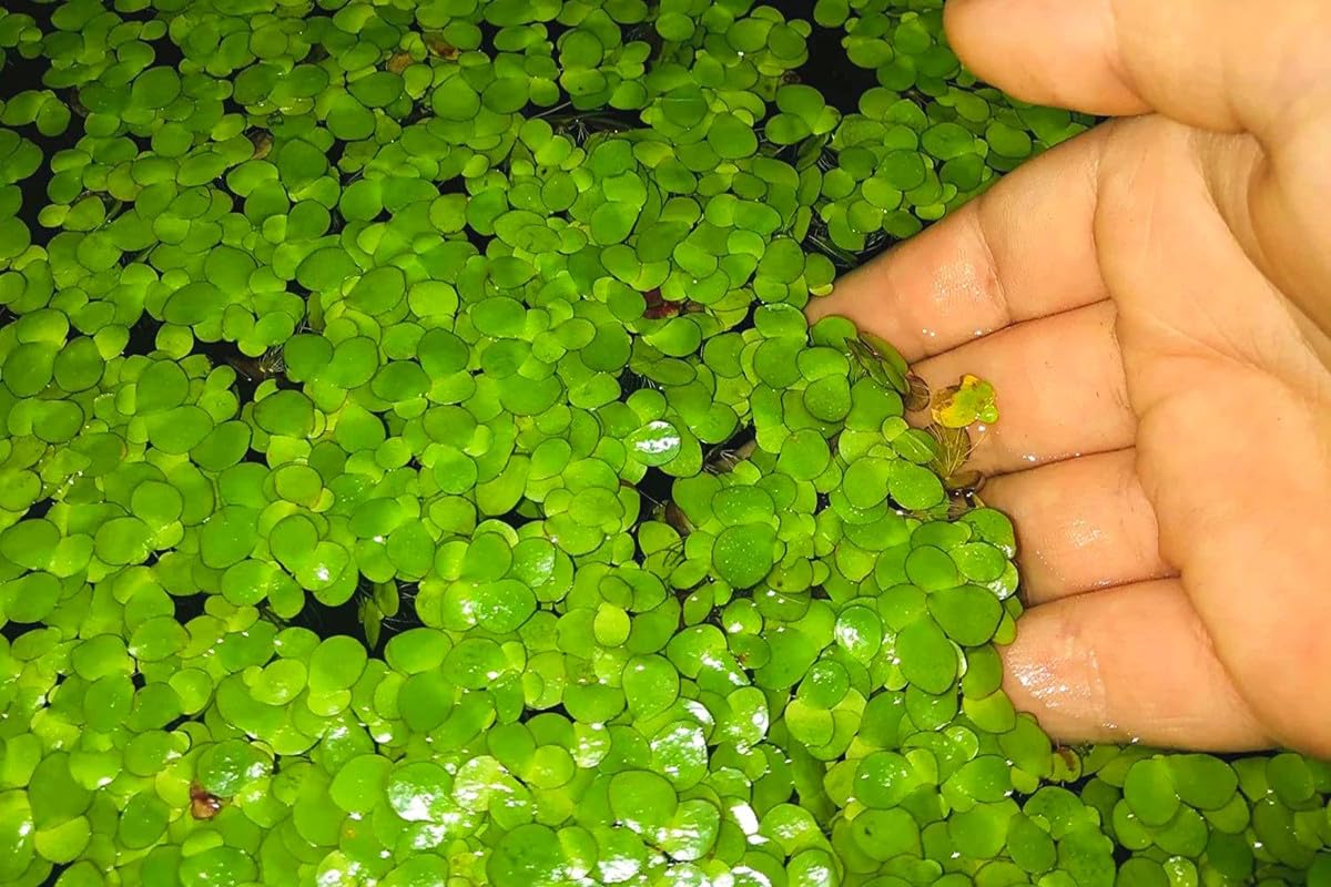 4000+ Duckweed Plants Live, Live Aquarium Plants, Aquarium Plant Live, Live Duckweed Plant Freshwwater Plant Live