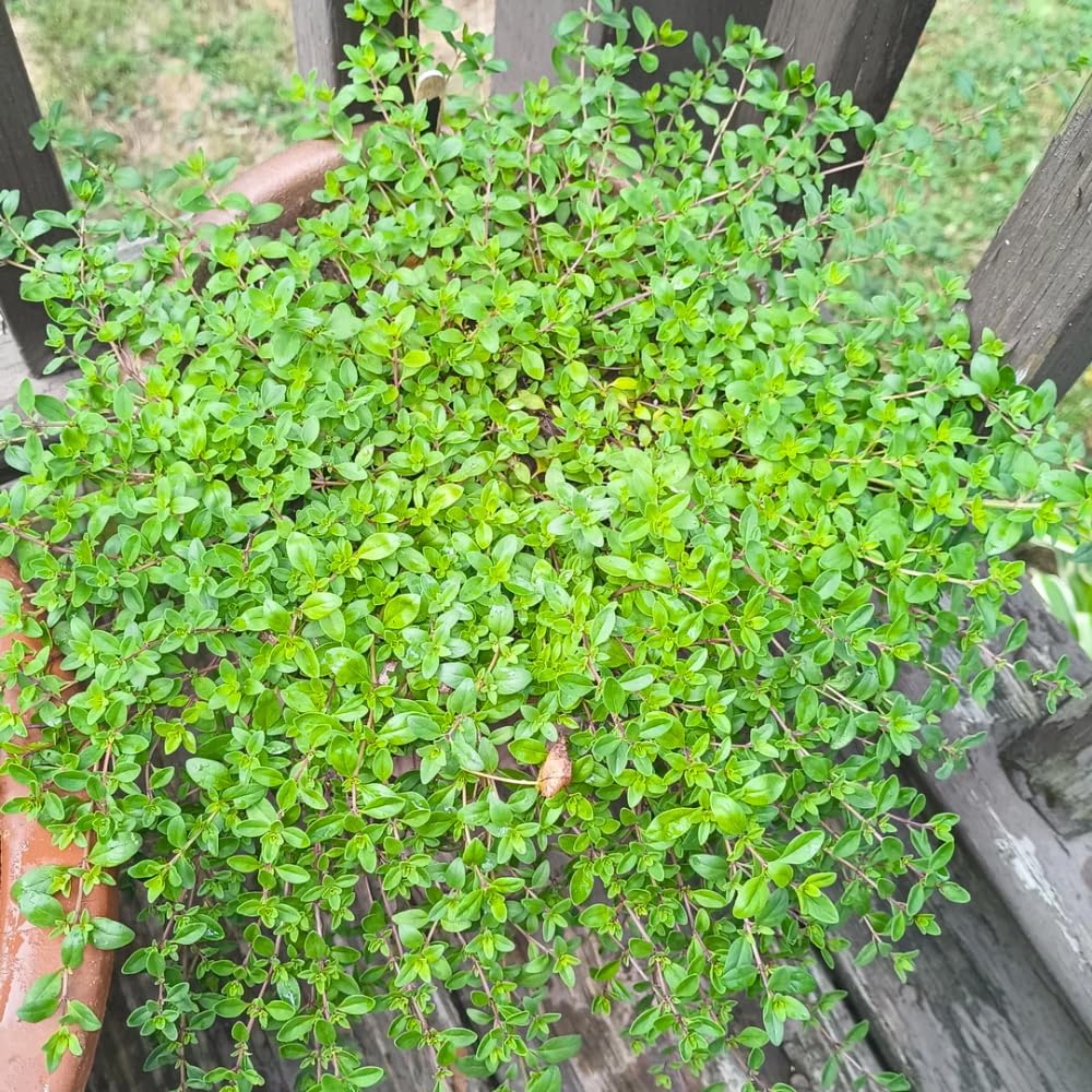 Set 3 Lemon Thyme Plants Live, Live Lemon Thyme Herbs, 4 to 6 Inches Tall, Edible and Fragrant Herb for Patio and Garden