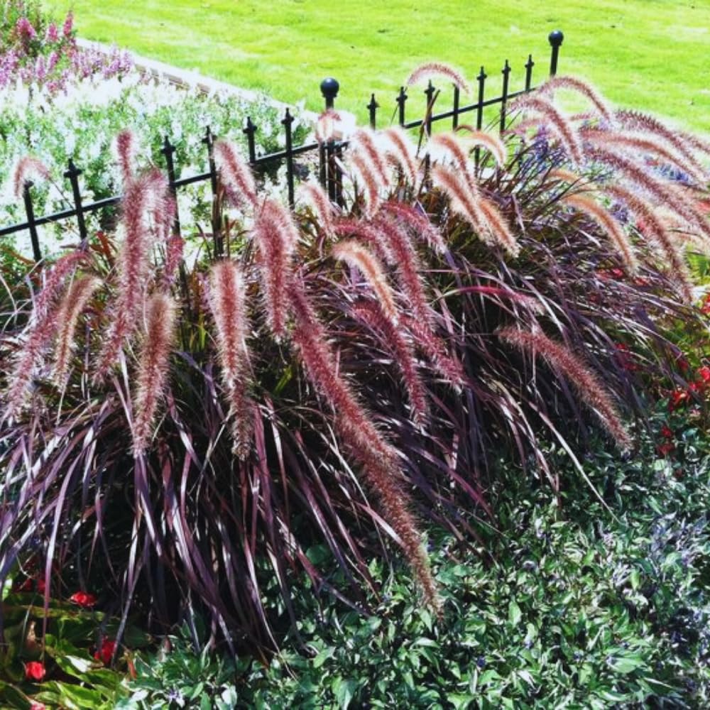 3 Purple Fountain Grass Plants Live, Ornamental Grass Plant for Growing, 5 to 7 Inches Tall Live Plant, Easy to Plant